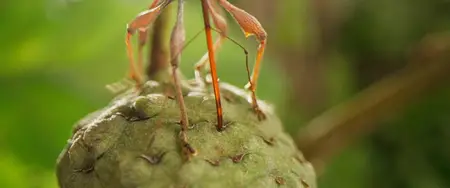 Heart of an Oak (2022)