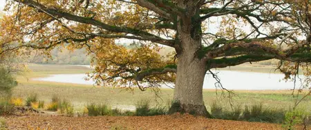 Heart of an Oak (2022)