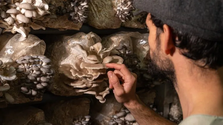 Diploma in Modern Mushroom Cultivation - Fully Accredited