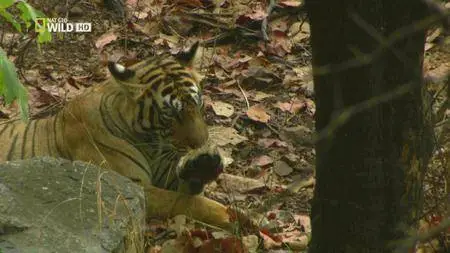 National Geographic - Tiger on the Run (2016)