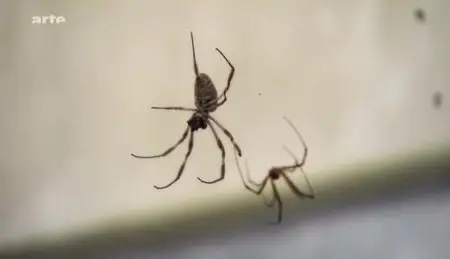 (Arte) Le règne de l'araignée (2012)