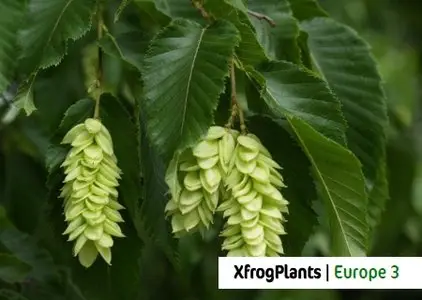 XfrogPlants | Europe 3 Library vol.1