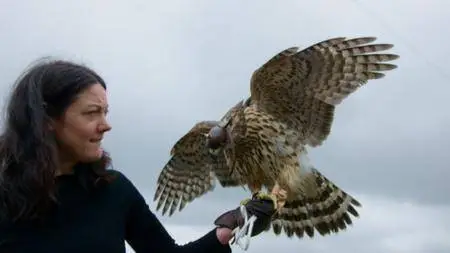 BBC Natural World - H is for Hawk: A New Chapter (2017)