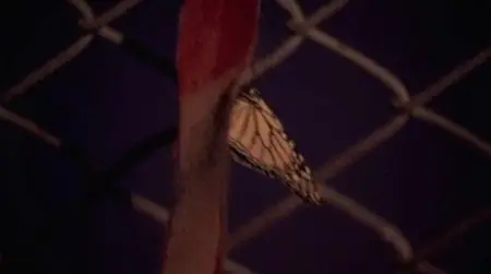 Metamorphosis: The Beauty and Design of Butterflies (2012)