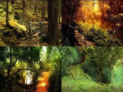 The Mysterious Forest Screensaver