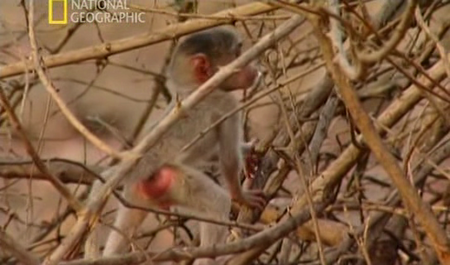 Valley of The Golden Baboon (2004)
