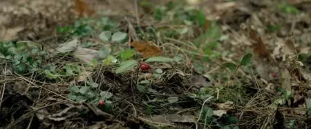 Backcountry (2014)