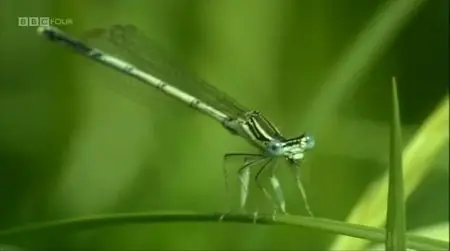 BBC - Insect Worlds (2013)