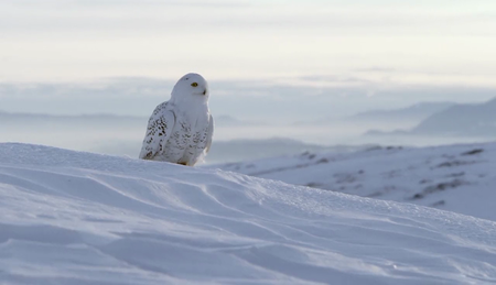 AlbatrossFilms - A Winter's Tale: The Journey of the Snowy Owls (2015)