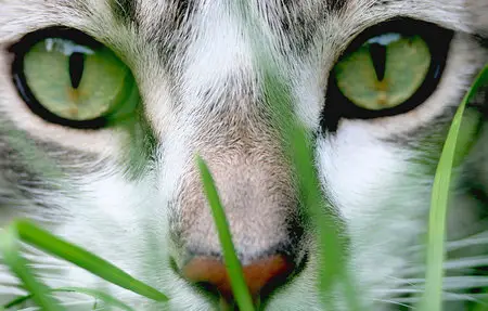 Wallpapers Cats (part-01)