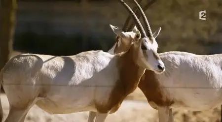 (Fr2) Bienvenue au zoo de Paris (2014)