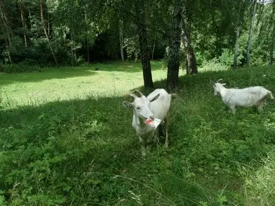 Nature of Ukraine / Природа Украины / Природа України