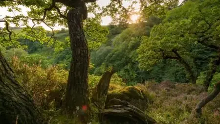 Ch5. - Chris Packham: Plant a Tree to Save The World (2019)