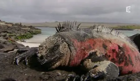 (Fr5) Des îles et des hommes : Les îles Galápagos (2011)