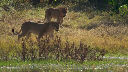 BBC - Planet Earth II: Season 1 (2016)