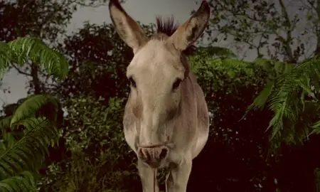 Adam and Six Eves (1962)