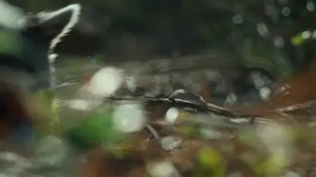 Nightmares of Nature S01E01