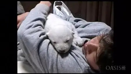 NHK - Peace - The Handraised Polar Bear (2005)