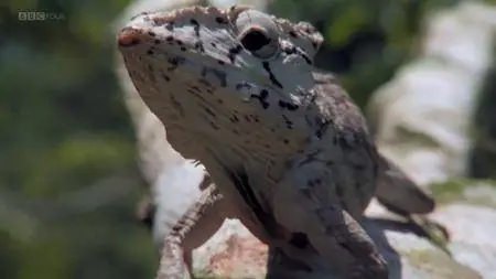 BBC Natural World - Cuba: Wild Island of the Caribbean (2005)