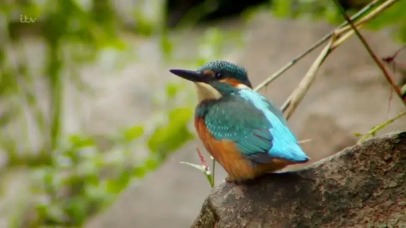ITV - Wild River with Ray Mears (2015)