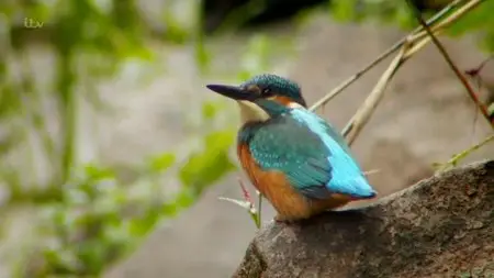 ITV - Wild River with Ray Mears (2015)