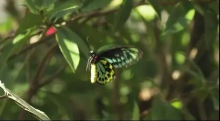 Metamorphosis: The Beauty and Design of Butterflies (2012)