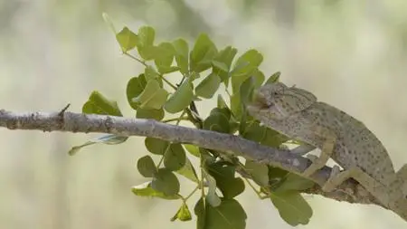 PBS - Nature: Portugal Wild Land on the Edge (2022)