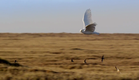 AlbatrossFilms - A Winter's Tale: The Journey of the Snowy Owls (2015)