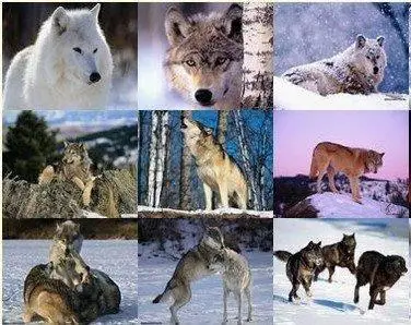 Wallpaper Wolf