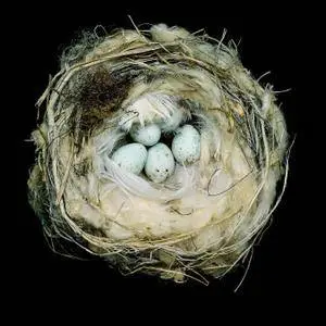Nests: Fifty Nests and the Birds That Built Them