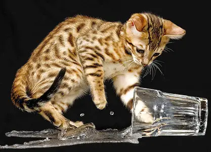 Wallpapers Cats (part-01)
