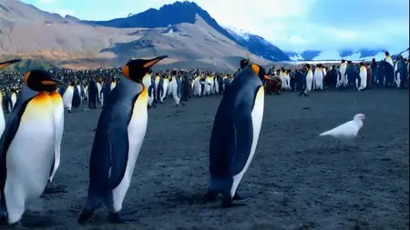 Fascinating Nature Trilogy (1996-2004)
