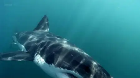 BBC - Natural World: Great White Shark - A Living Legend (2009)