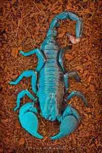 Insects, and not only
