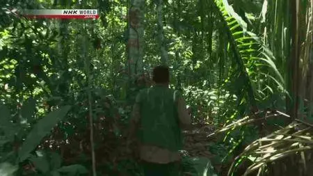 NHK - The Last "Isolados" of the Amazon (2016)