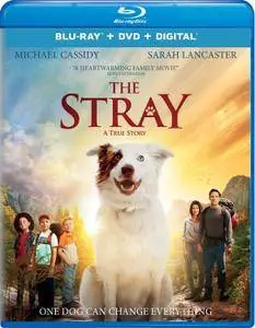 The Stray (2017)