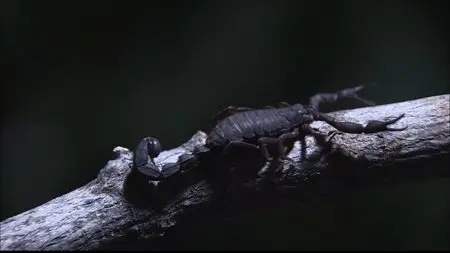 Discovery Channel - The Scorpions Tale (2006)