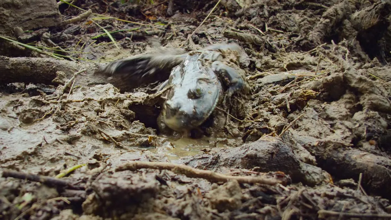 Nightmares of Nature S01E02