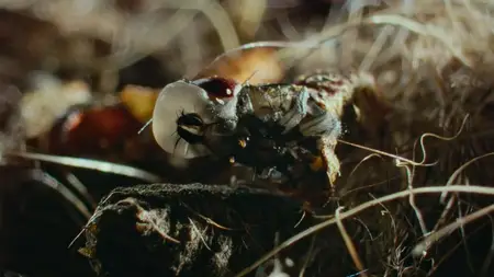 Nightmares of Nature S01E02