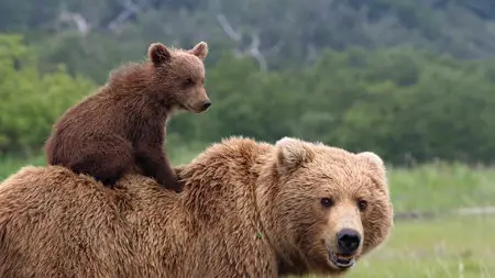 Bears (2014)