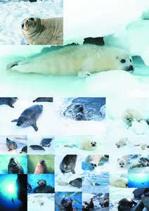Seals