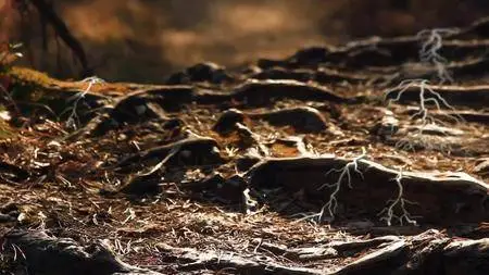 CBC The Nature Of Things - The Kingdom: How Fungi Made Our World (2018)