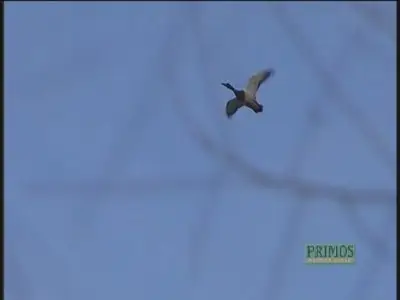 Mastering the Art, Guide to Calling Waterfowl