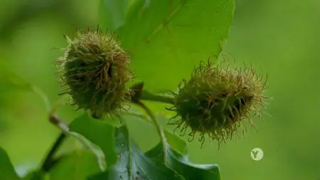 PBS - NATURE: Forest of the Lynx (2017)