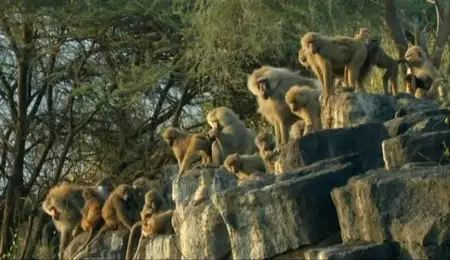 BBC Natural World - Living with Baboons (2012)
