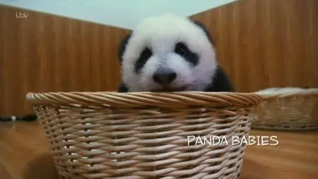 ITV - Panda Babies (2015)
