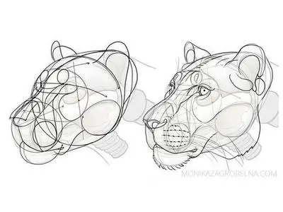 Learn Animal Anatomy to Draw Realistic Animals from Imagination
