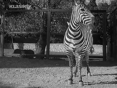 Cipelice na asfaltu (1956)
