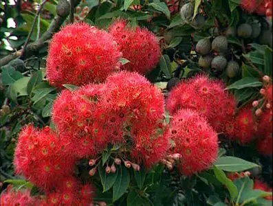 Золотой глобус. 11. Австралия