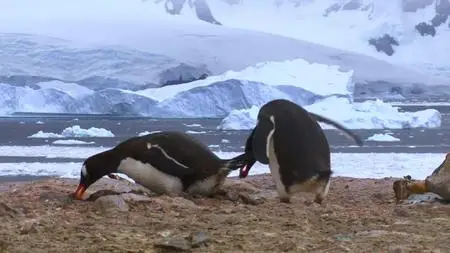 Absurd Planet S01E03